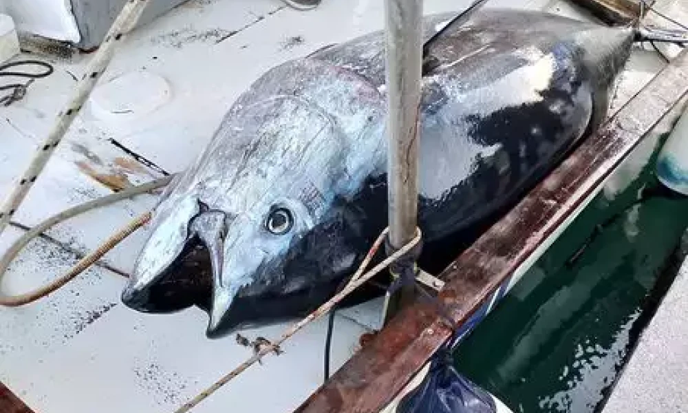 Ψαράς στον Αστακό Αιτωλοακαρνανίας "έβγαλε" τόνο 485 κιλών- Εντυπωσιακές εικόνες